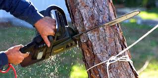 Best Tree Maintenance Programs  in Mechanicsville, MD