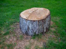 Best Storm Damage Tree Cleanup  in Mechanicsville, MD