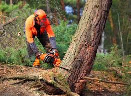 Best Tree Health Inspection  in Mechanicsville, MD
