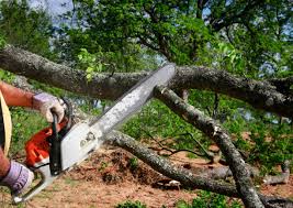 Trusted Mechanicsville, MD Tree Care Experts