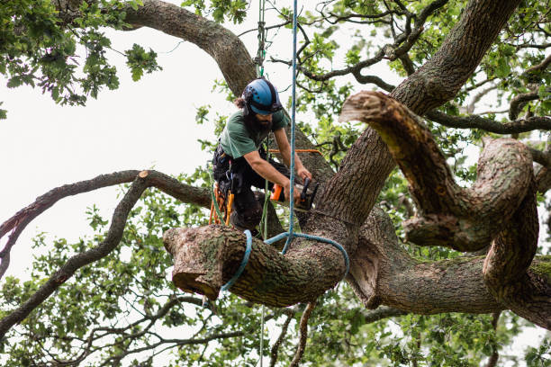 Best Emergency Tree Removal  in Mechanicsville, MD