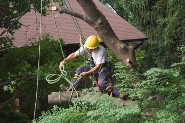Best Tree Risk Assessment  in Mechanicsville, MD