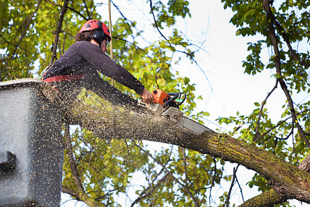 How Our Tree Care Process Works  in  Mechanicsville, MD