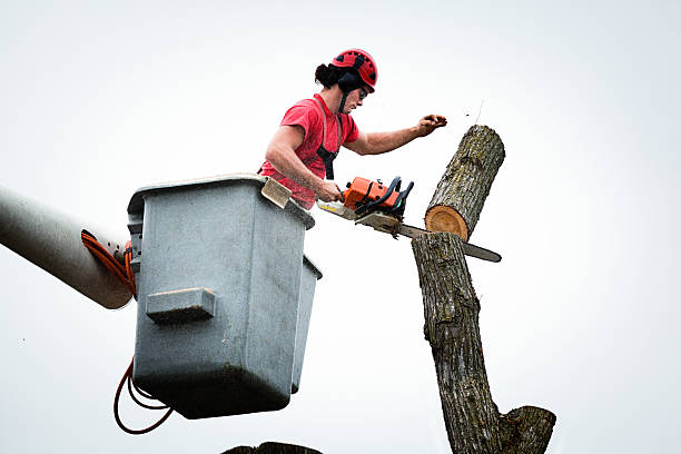 Best Utility Line Clearance  in Mechanicsville, MD