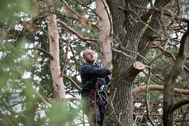  Mechanicsville, MD Tree Care Pros