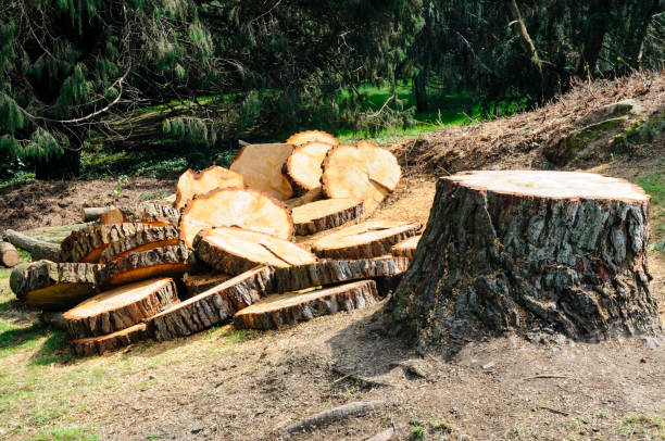 Best Tree and Shrub Care  in Mechanicsville, MD